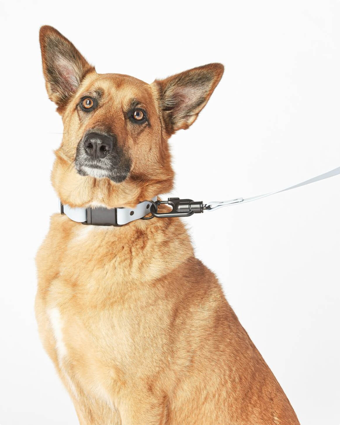 Signature Collar 3